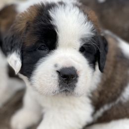 Saint Bernard Puppies from Northwoods Saint Bernards