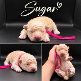 Sugar - Cream female Poodle puppy in Live Oak, Florida from Grams Poodle Babies