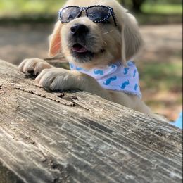 Golden Retriever Puppies from Coconut Cream Goldens