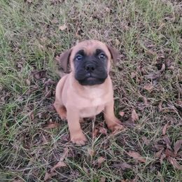 Girl 1 - Red female Bullmastiff puppy in Dothan, Alabama from HFA BULLMASTIFFS