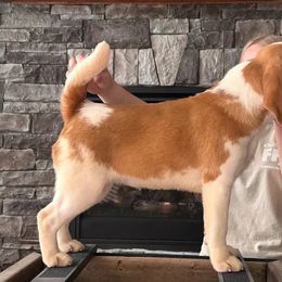 Beagle puppies from Tymber Lake Beagles