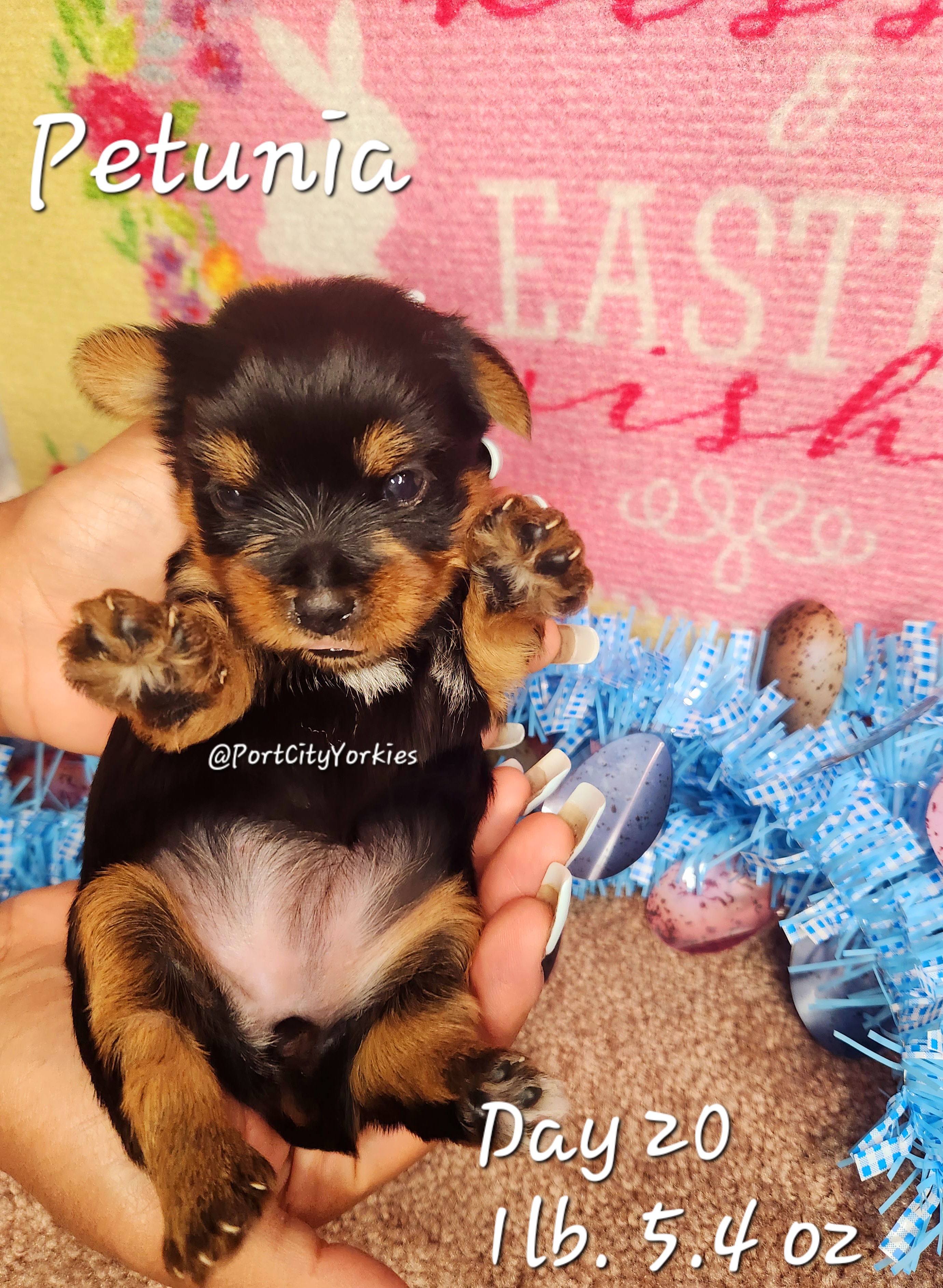 Yorkshire Terrier Puppies from Port City Yorkies LLC