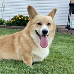 Cooper  - Pembroke Welsh Corgi
