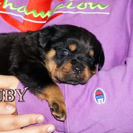 Pomsky, Rottweiler, Shetland Sheepdog, and Toy Shetland Sheepdog Puppies from Mountain High Kennels