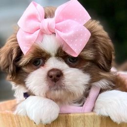 Purple Collar - Penelope - Liver and white female Shih Tzu puppy in Mays Landing, New Jersey from Fancy Paws Shorkies & Shih Tzus