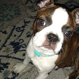 Boston Terrier Puppies from Bagosy's Boston Terriers 6