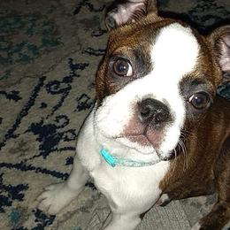 Boston Terrier Puppies from Bagosy's Boston Terriers 6