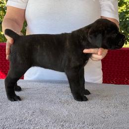 Pink Collar N - Black female Cane Corso puppy in Paris, Texas from Knucklehead Cane Corso