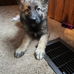 Female 2 - Sable German Shepherd puppy in Salisbury Ctr, New York from Harris German Shepherds