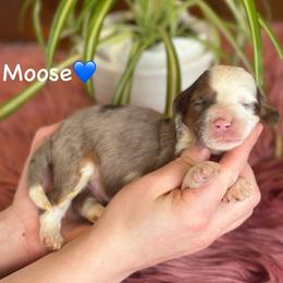 Moose - Blue merle male Aussiedoodle puppy in Lancaster, Minnesota from Finney Ranch