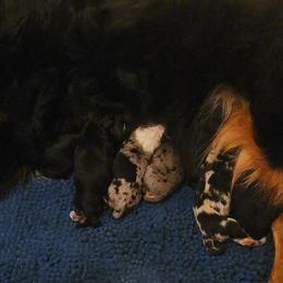 Tri boy - Black tri-color male Australian Shepherd puppy in Piedmont, Oklahoma from HeartDriven Aussies