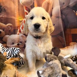 Boy 2 (Nikon) (brown collar) - Light golden male Golden Retriever puppy in Hubbard, Ohio from Whickering Pines Golden Retrievers
