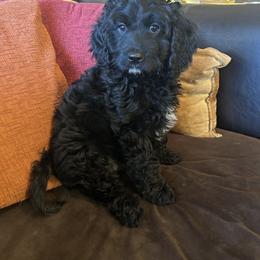 JoJo - Boy - Black and white male Cavapoo puppy in Tempe, Arizona from Springerdoodles Plus AZ