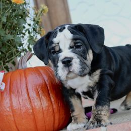 Winston - Black tri-color male Bulldog puppy in Ben Lomond, Arkansas from Miesha Carver's Bulldogs