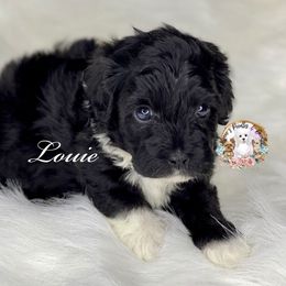 Louie - Black Bernedoodle puppy in Whatley, Alabama from Moore's Poodles & Doodles