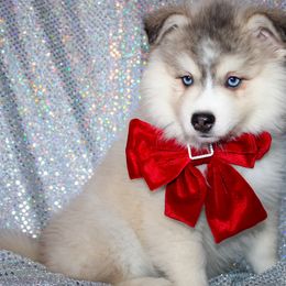 Andrina - Silver and white female Pomsky puppy in Centerville, Iowa from LJ Kennels Pomskies, LLC