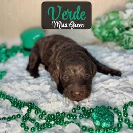 Verde - Chocolate female Australian Labradoodle puppy in Richmond, Kentucky from Happy Time Doodles