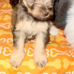 Buzz - Liver male Miniature Schnauzer puppy in Salisbury, North Carolina from Truffle Tail Schnauzers