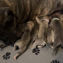Lilac - Fawn female Cane Corso puppy in Briggs, Texas from Capital City Corso’s