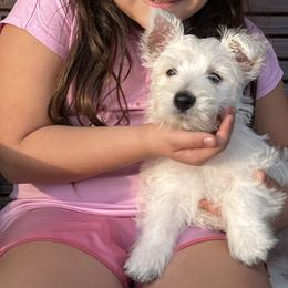 West Highland White Terrier Puppies from Mel’s Westies