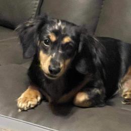 Dachshund Puppies from Monahan Dachshunds