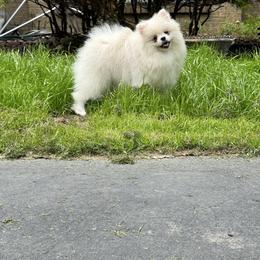 Yoda - Pomeranian