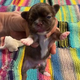 Ace - Chocolate male Chihuahua puppy in Summerfield, Florida from Uey’s Chihuahuas