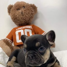 French Bulldog Puppies from Oil Patch Frenchies