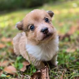 Tiny - Sable merle and white female American Corgi puppy in Tallahassee, Florida from Koko's Korgis