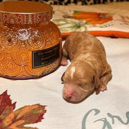Maple - Red female Cavapoo puppy in Raytown, Missouri from Ginger Doodle Babies
