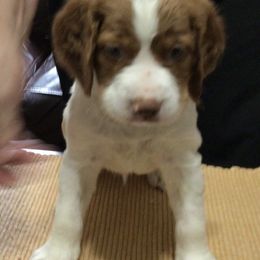 Yellow collar - White and orange male Brittany puppy in Belleview, Florida from Gourley's Brittanys