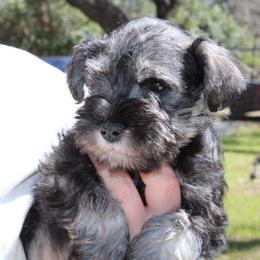 Emerald - Salt and pepper female Miniature Schnauzer puppy in Colorado Springs, Colorado from RM Aussies and Miniature schnauzers