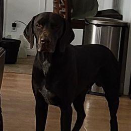 Brady - German Shorthaired Pointer