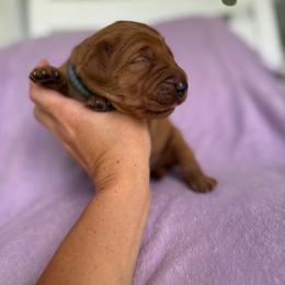 Crush - Dark golden male Golden Retriever puppy in Maysville, North Carolina from Gold Rush Retrievers