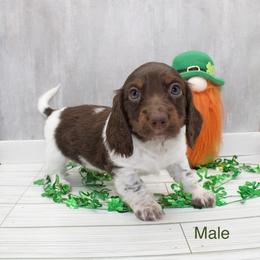 Brown Head Boy - Piebald male Dachshund puppy in Wichita, Kansas from Geta Long Little Doggie