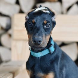 Leisl - Emerald Collar - Black and rust Doberman Pinscher puppy in Mifflinburg, Pennsylvania from Centennial Acres Dobermans