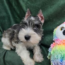Reese - Salt and pepper female Miniature Schnauzer puppy in Lebanon, Missouri from Sassy's Classy Canines