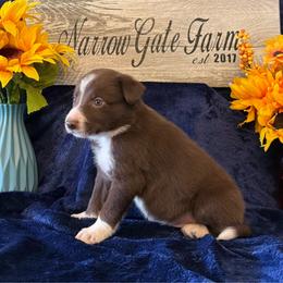 Dusty - White and red male Border Collie puppy in Moody, Texas from Narrow Gate Farm