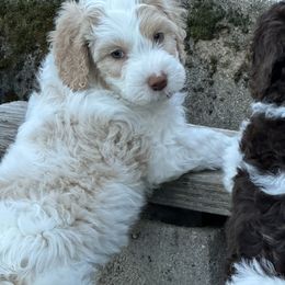 Aussiedoodle and Australian Mountain Doodle Puppies from Farmstead Doodles