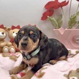 Blue - Dapple male Dachshund puppy in Goodyear, Arizona from AZ Royal Doxies llc