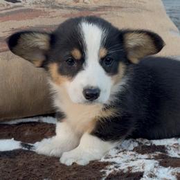 American Corgi and Pembroke Welsh Corgi Puppies from Wild West Corgis