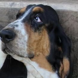 Basset Hounds from Dunlap Hounds
