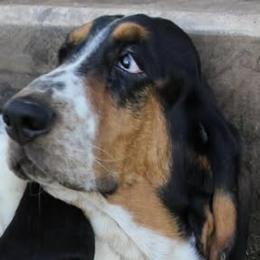 Basset Hounds from Dunlap Hounds