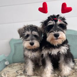 Millie - Miniature Schnauzer