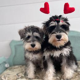 Millie - Miniature Schnauzer