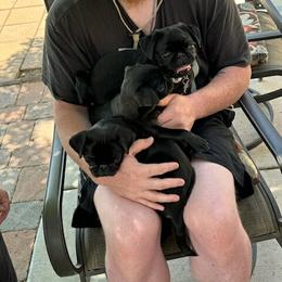 Pug and Shiba Inu Puppies from khshibas-khpugs