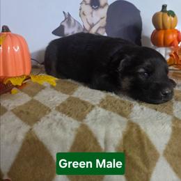 Green Collar - Black and cream male German Shepherd puppy in Cadet, Missouri from Working Valley Shepherds