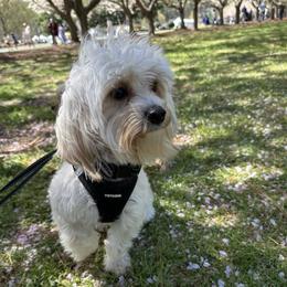 Koda - Morkie