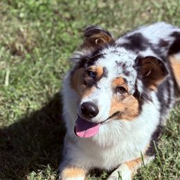 Australian Shepherds from Ugly Creek Aussies
