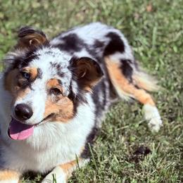 Australian Shepherds from Ugly Creek Aussies
